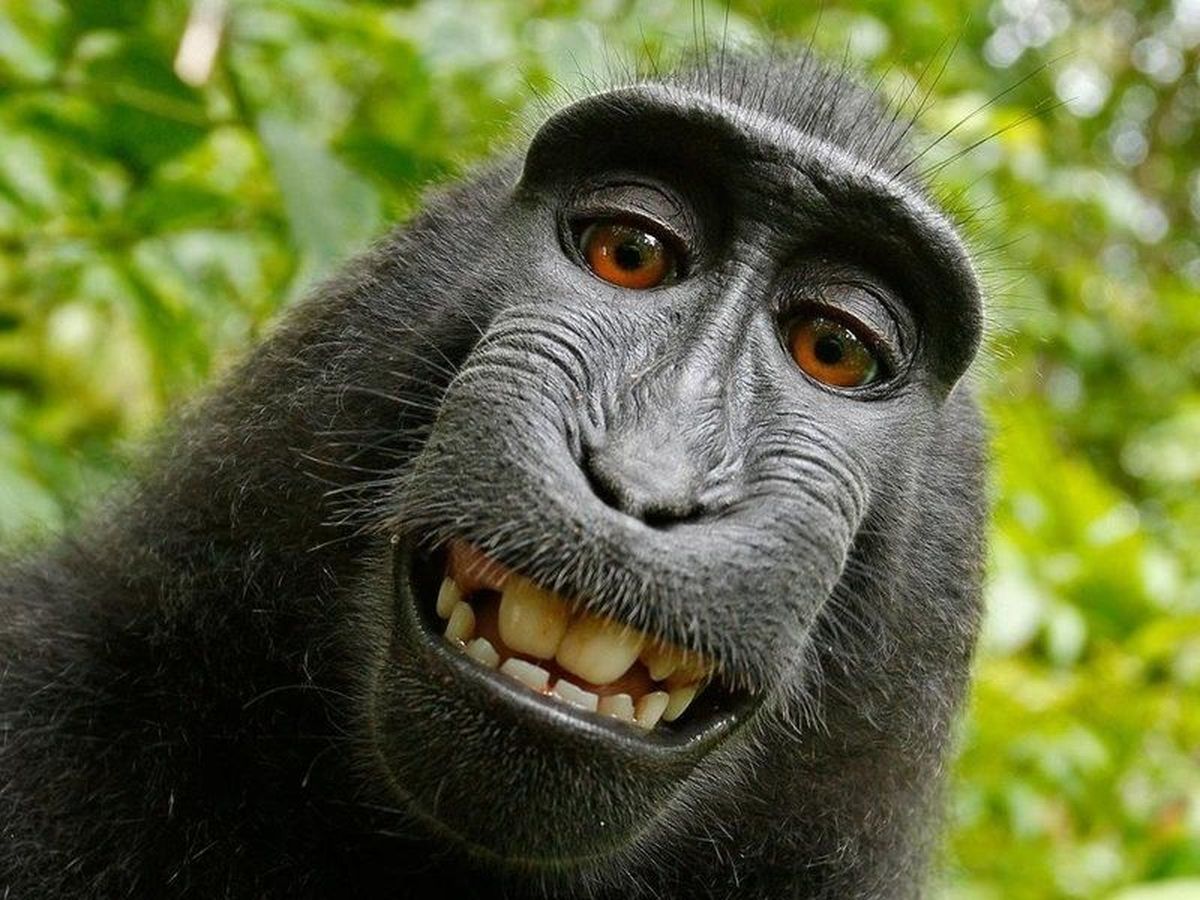 Monyet